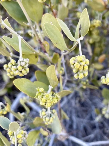 Jojoba (Simmondsia chinensis), photograph
