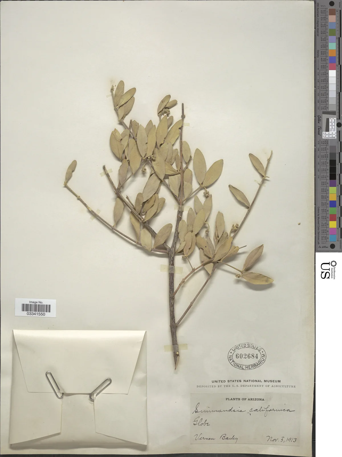Jojoba (Simmondsia chinensis), photograph