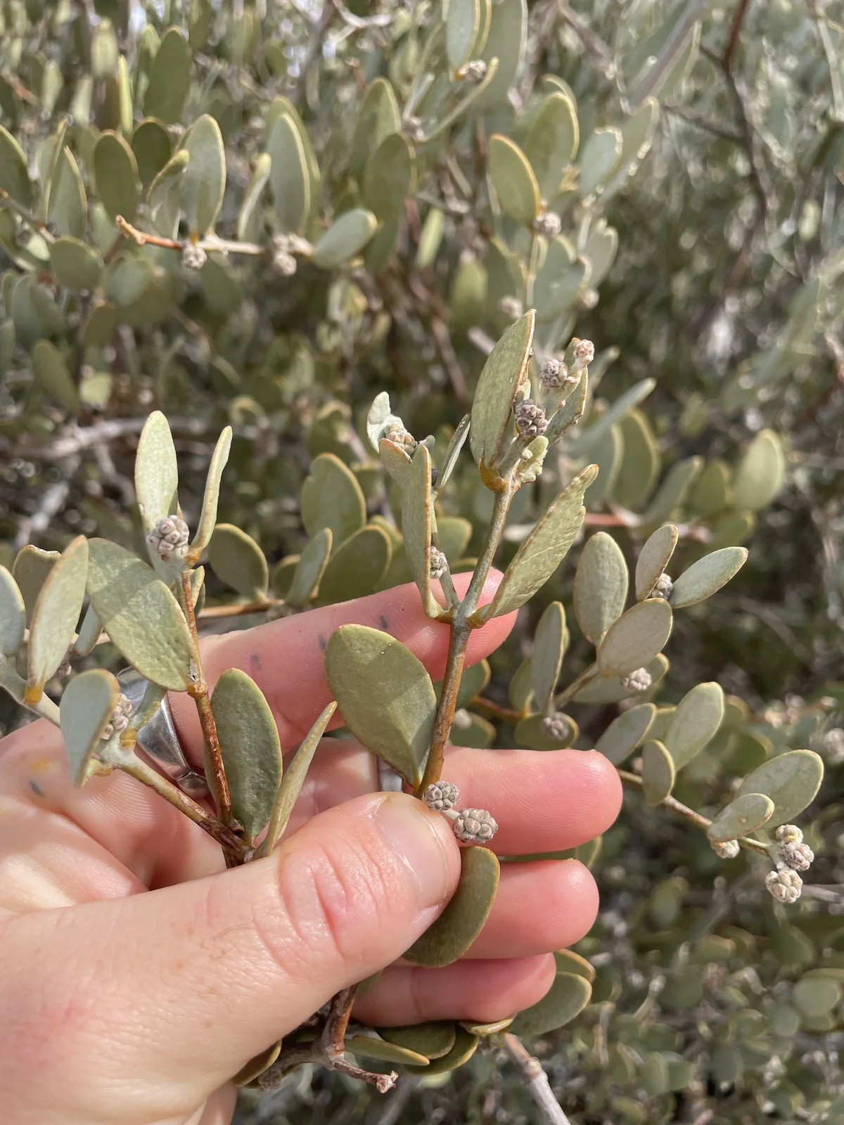 Jojoba (Simmondsia chinensis), photograph