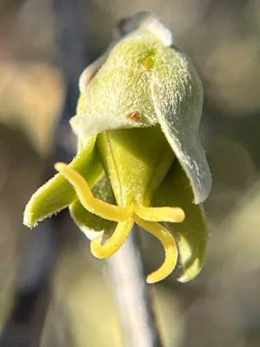 Photo: no rights reserved · cc0 · via iNaturalist Jojoba (Simmondsia chinensis), photograph