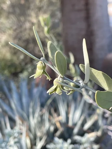 Photo: no rights reserved · CC0 · via iNaturalist jojoba (Simmondsia chinensis), photograph