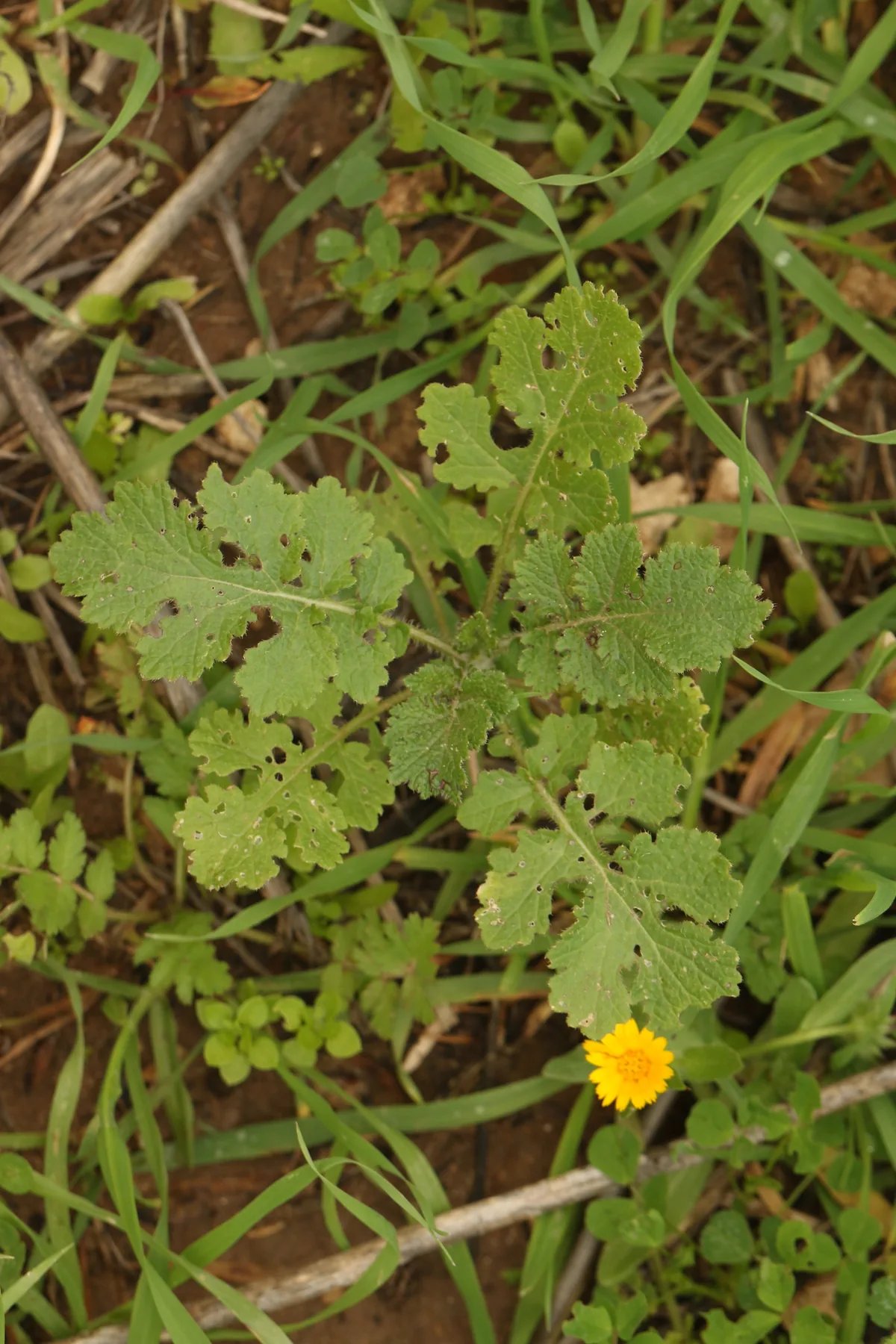 Mustard Cover Crop (Sinapis alba), photograph