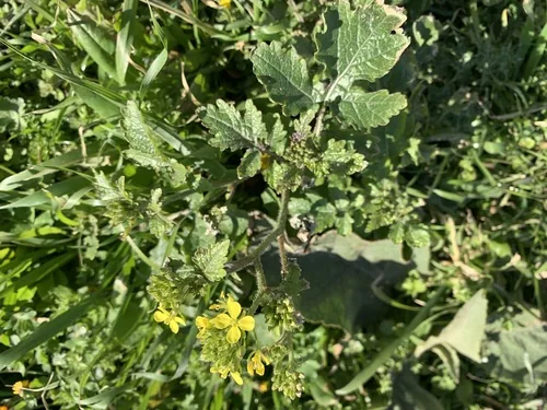 Mustard Cover Crop (Sinapis alba), photograph