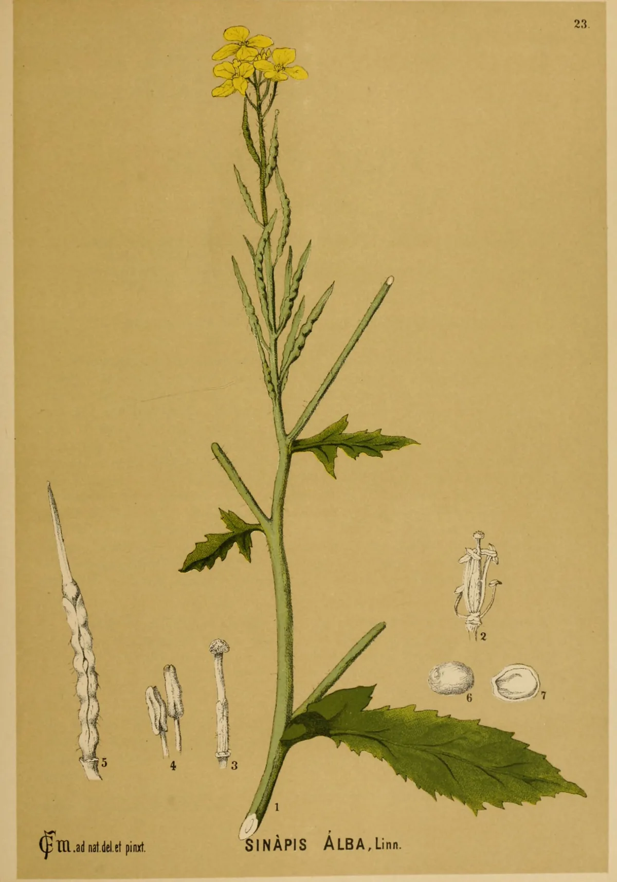 Mustard Cover Crop (Sinapis alba), botanical illustration
