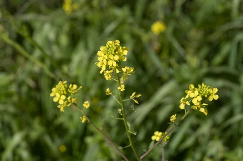 Mustard Cover Crop (Sinapis alba), photograph