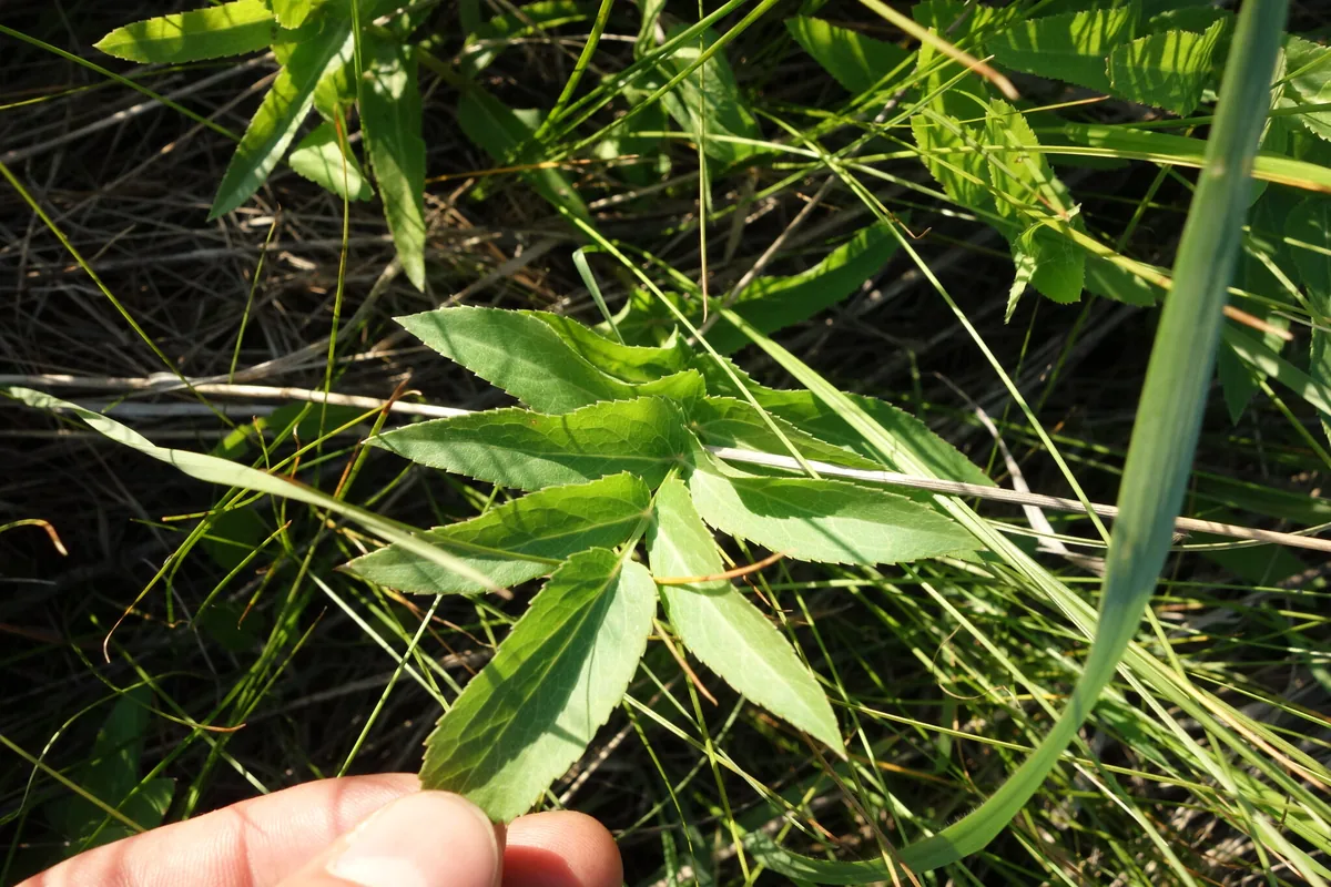 Photo: Aleksei Baushev, via iNaturalist · CC BY · via GBIF skirret (Sium sisarum), photograph