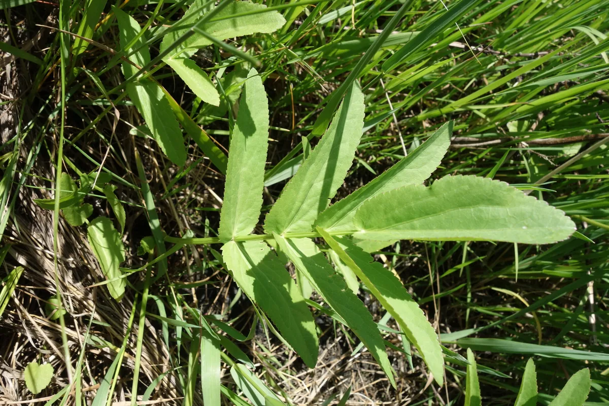 Skirret (Sium sisarum), photograph