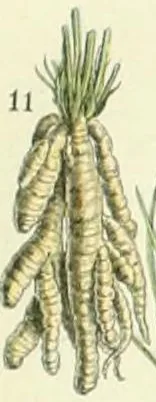 Skirret (Sium sisarum), botanical illustration