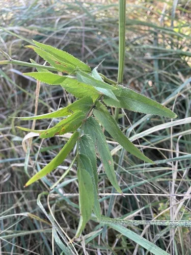 Photo: (c) Stanislav Murashkin, some rights reserved (CC BY) · cc-by · via iNaturalist Skirret (Sium sisarum), photograph