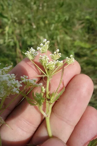 Skirret (Sium sisarum), photograph