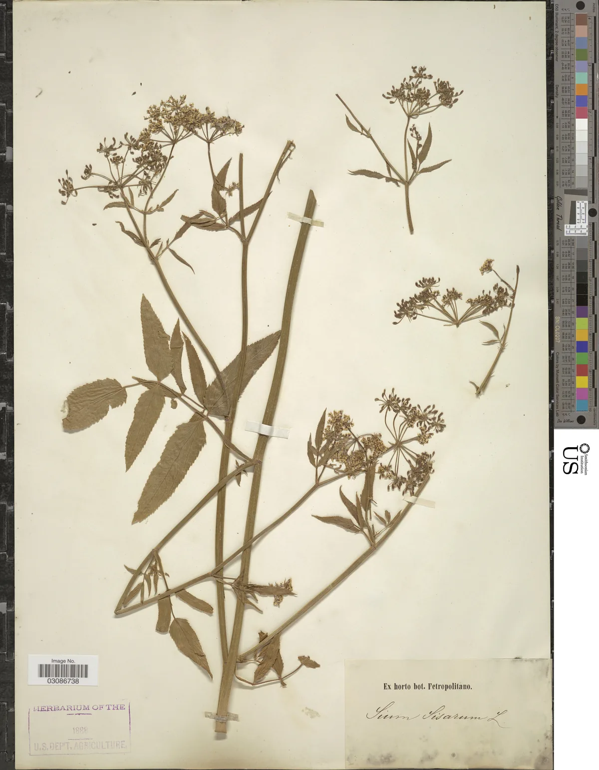 Skirret (Sium sisarum), photograph