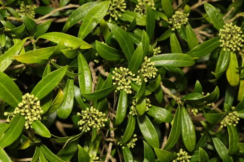 skimmia (Skimmia japonica), photograph