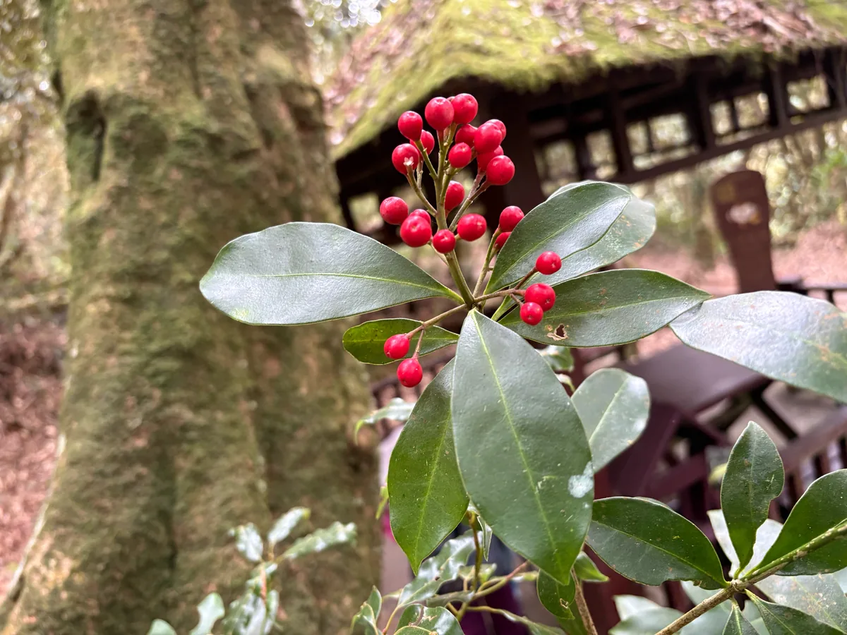 Photo: 黃美滿, via iNaturalist · CC BY · via GBIF skimmia (Skimmia japonica), photograph