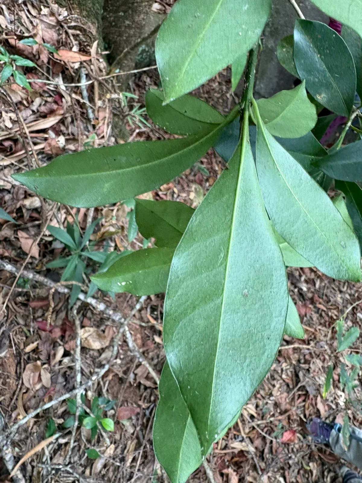 skimmia (Skimmia japonica), photograph