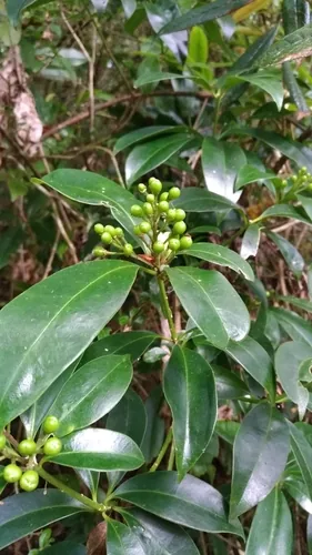 skimmia (Skimmia japonica), photograph