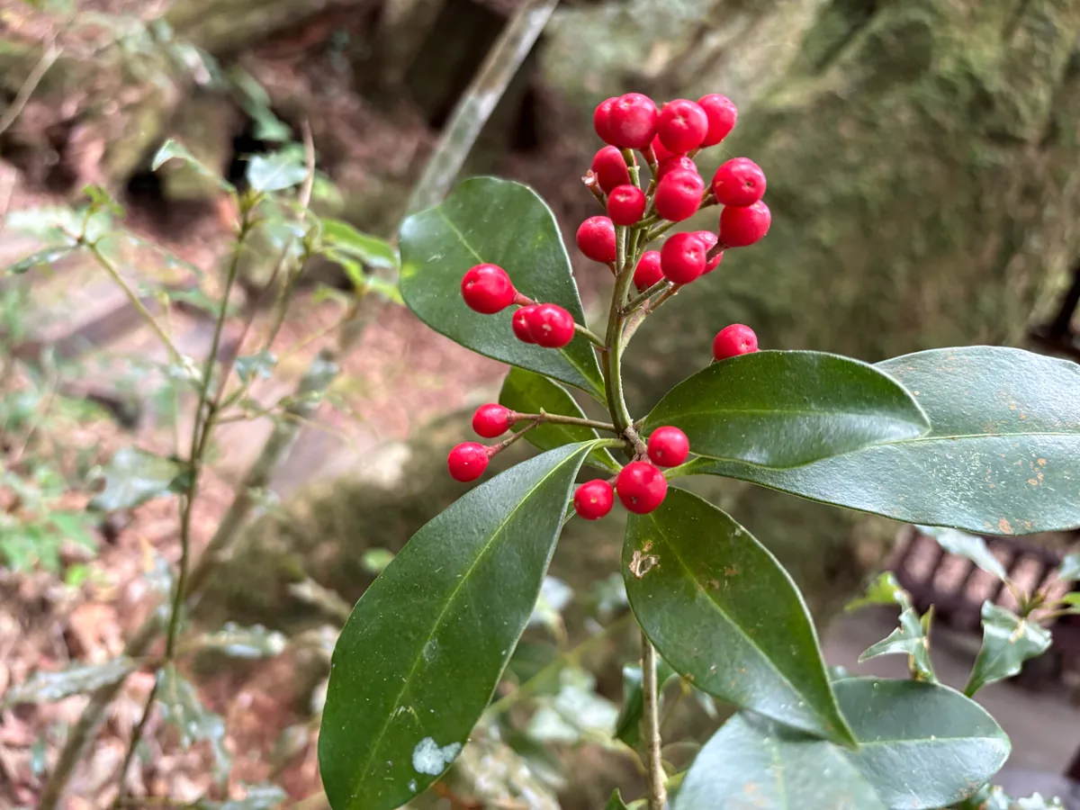 skimmia (Skimmia japonica), photograph