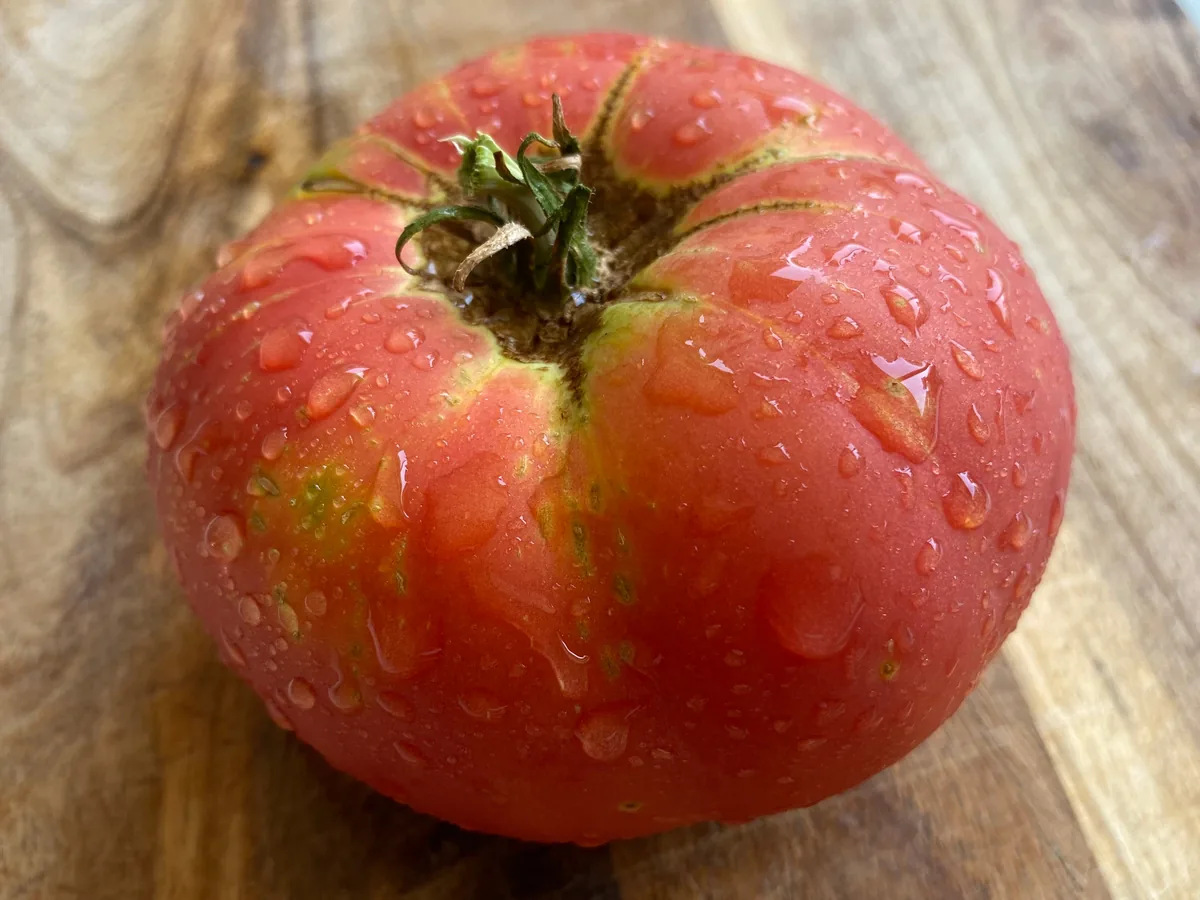 Photo: David.moreno72, via Wikimedia Commons · CC BY-SA 4.0 · via Wikimedia Commons brandywine tomato (Solanum lycopersicum 'Brandywine'), photograph