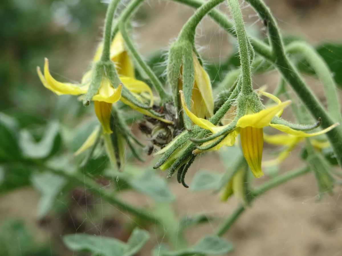 brandywine tomato (Solanum lycopersicum 'Brandywine'), photograph