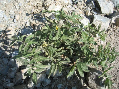 garden tomato (Solanum lycopersicum), photograph
