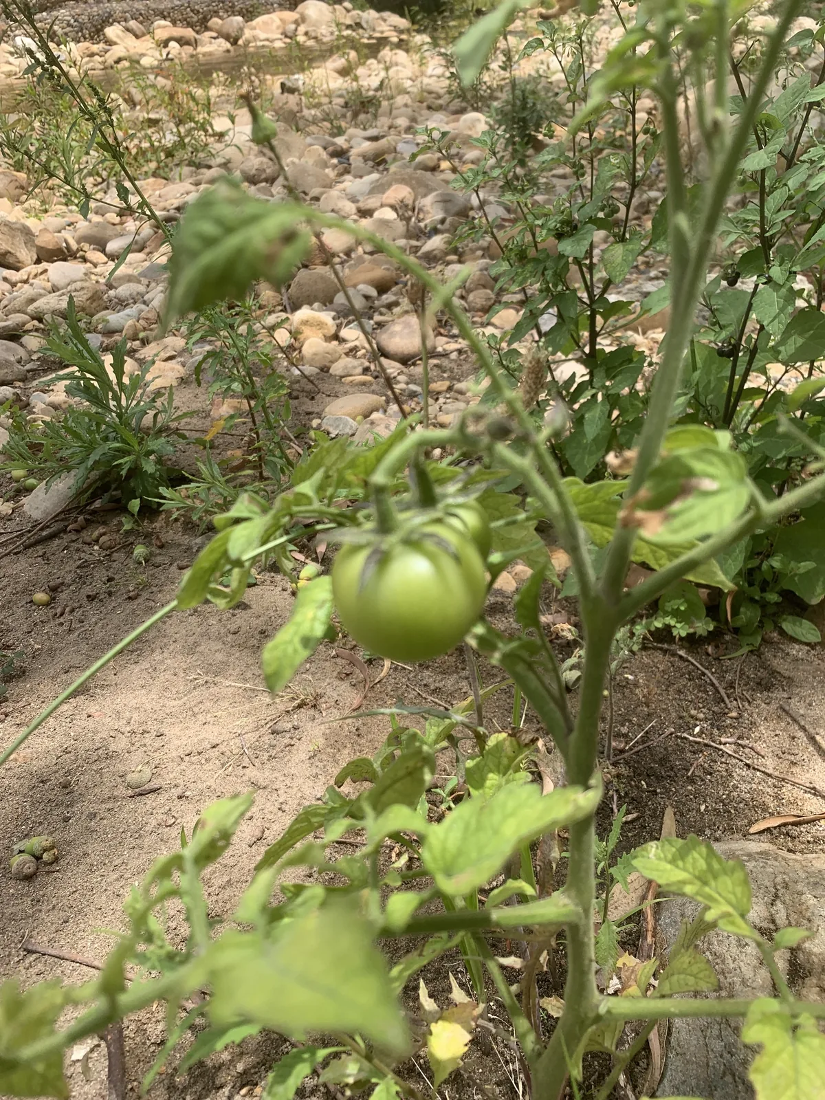 brandywine tomato (Solanum lycopersicum 'Brandywine'), photograph
