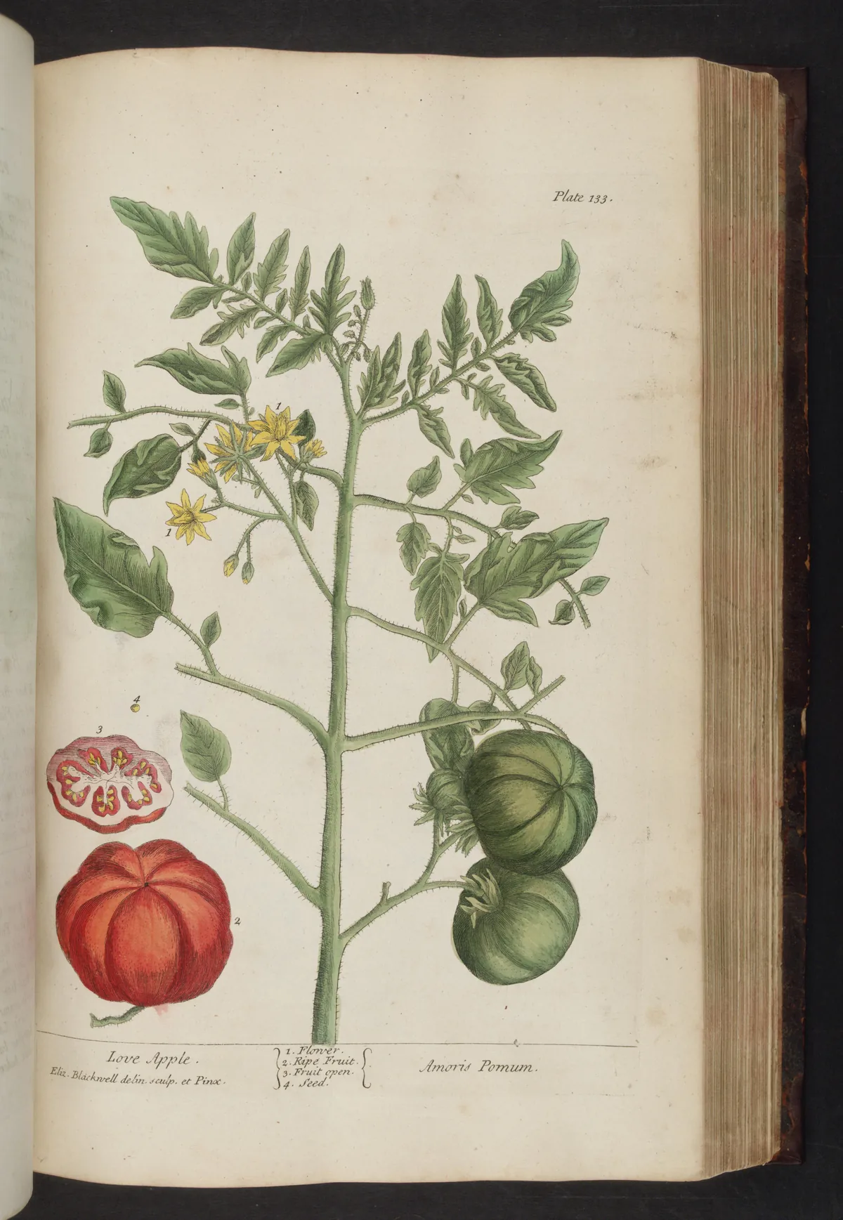 Illustration: Blackwell, Elizabeth; John Nourse.; Samuel Harding. · Public domain · via Wikimedia garden tomato (Solanum lycopersicum), botanical illustration