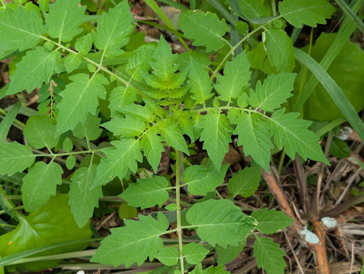 garden tomato (Solanum lycopersicum), photograph