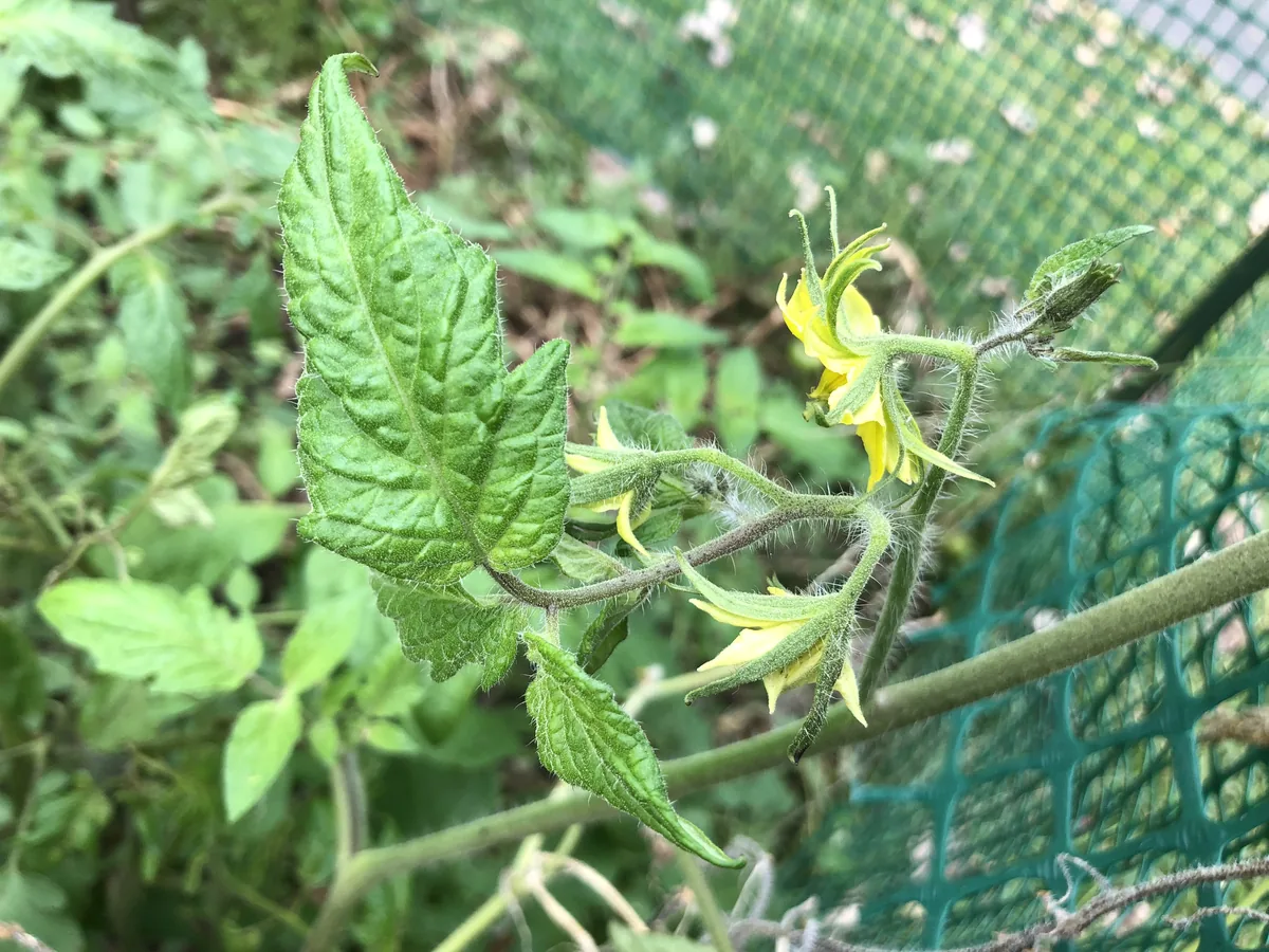 garden tomato (Solanum lycopersicum), photograph