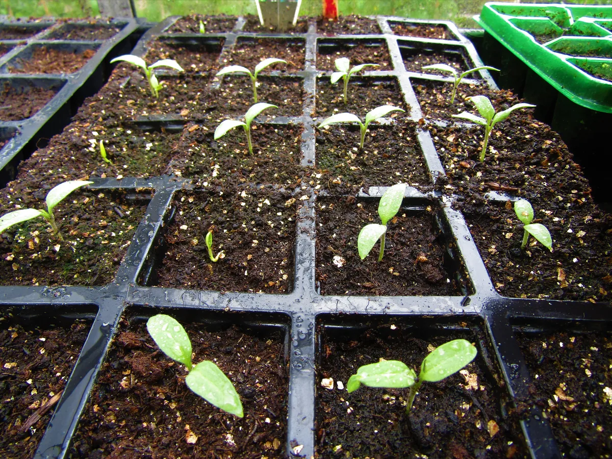 Eggplant (Solanum melongena), photograph
