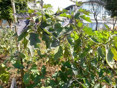 Eggplant (Solanum melongena), photograph