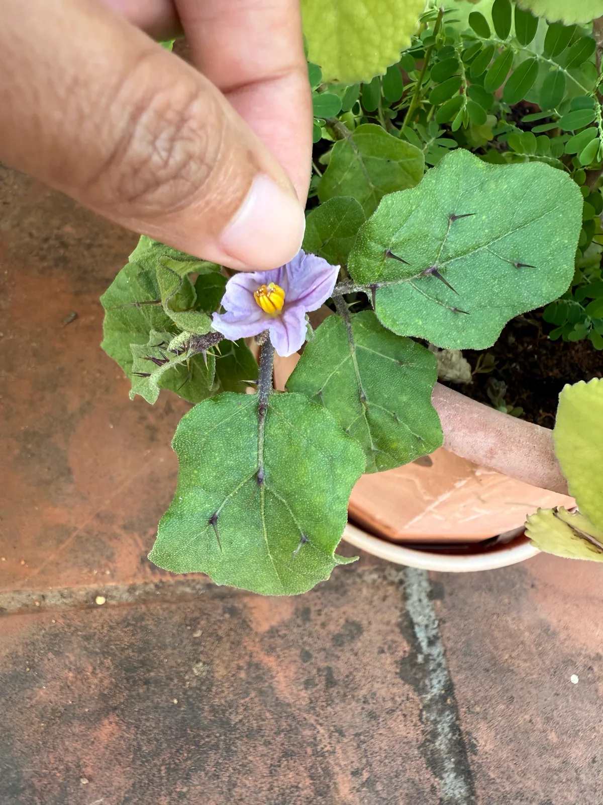 Eggplant (Solanum melongena), photograph