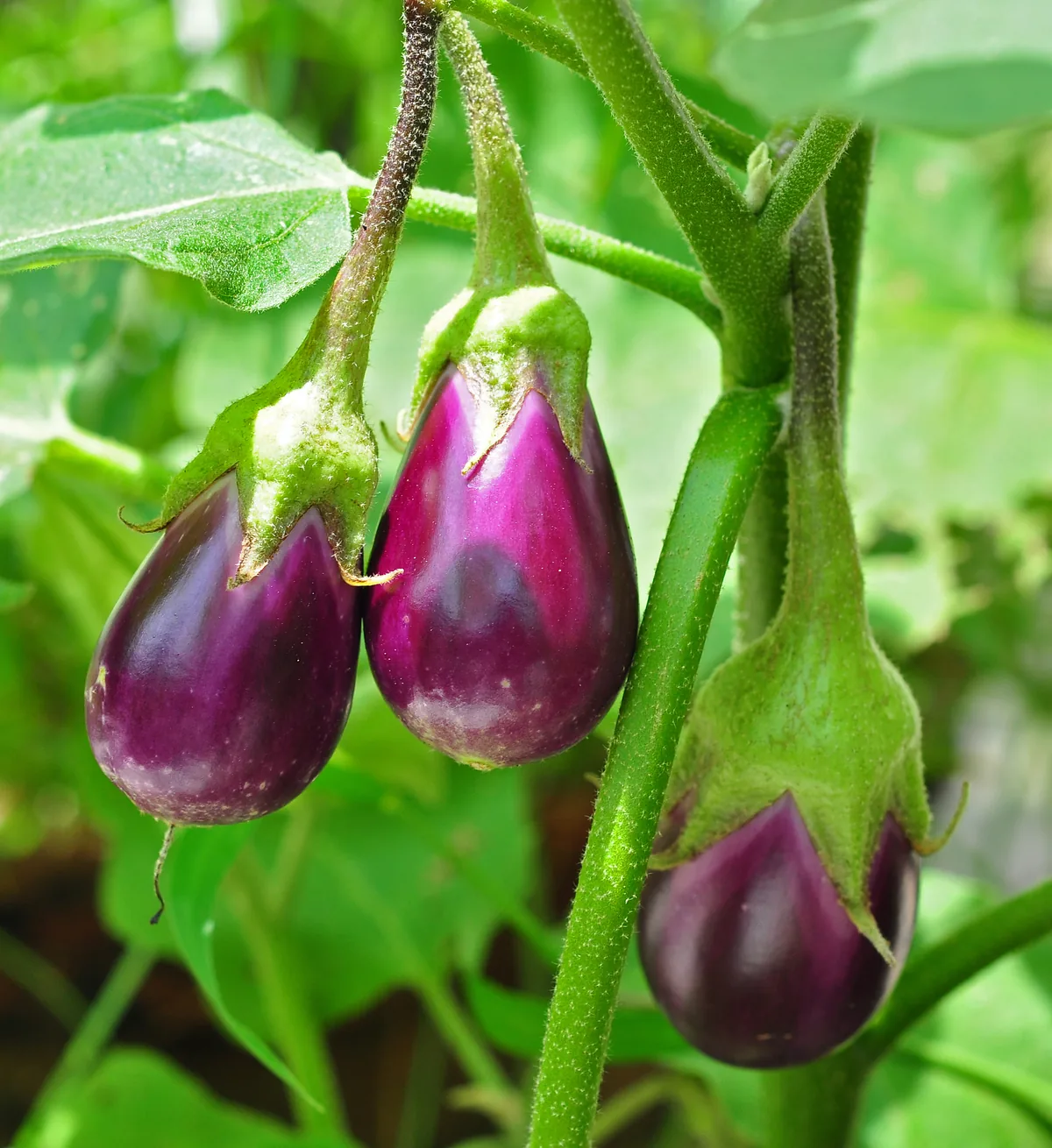 Photo: Joydeep, , via Wikimedia Commons · CC BY-SA 3.0 · via Wikimedia Commons eggplant, photograph
