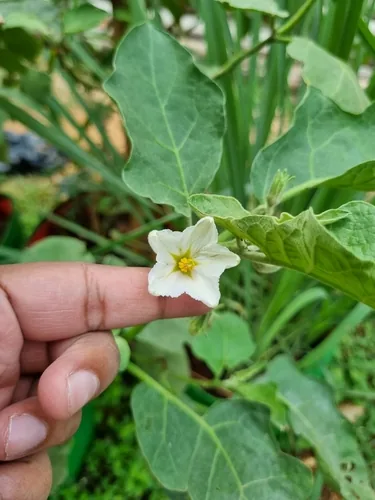 Eggplant (Solanum melongena), photograph
