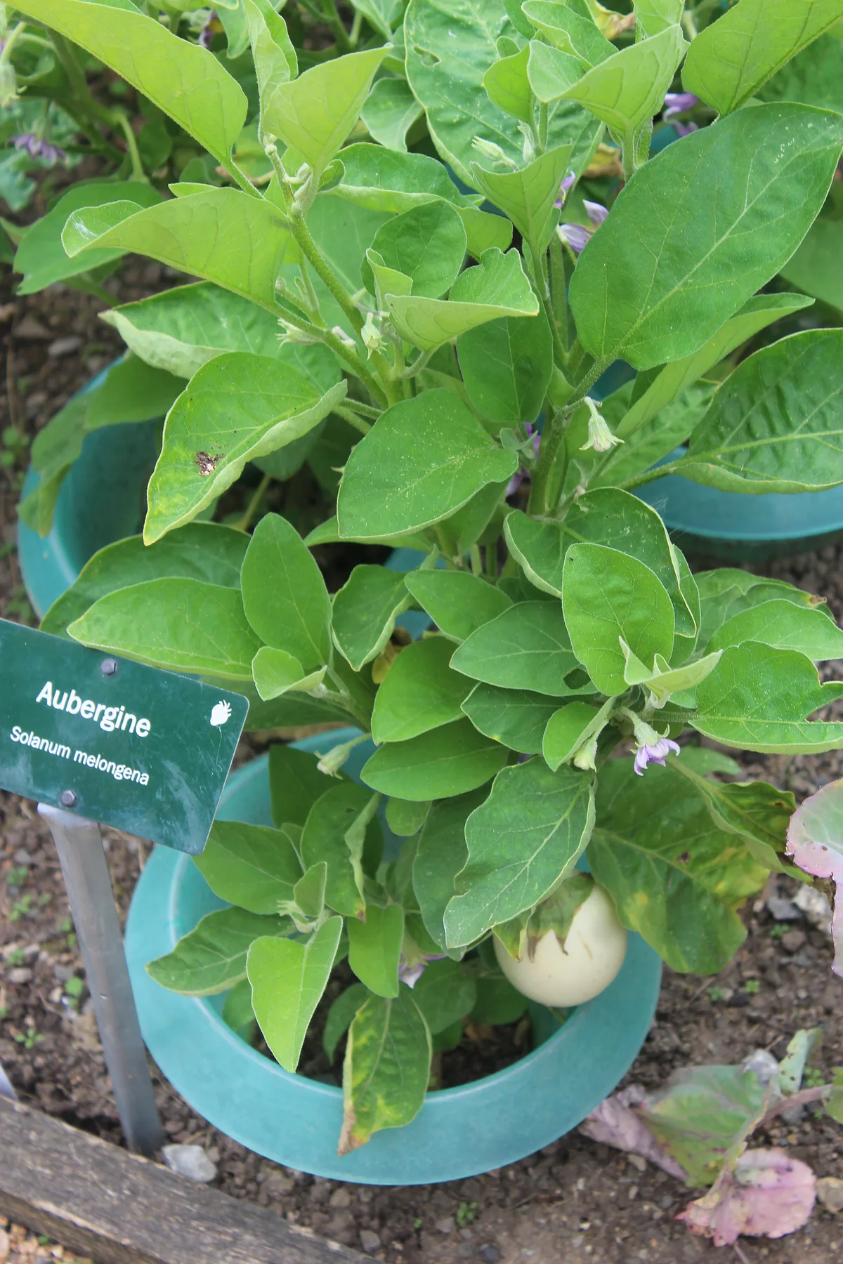 Eggplant (Solanum melongena), photograph