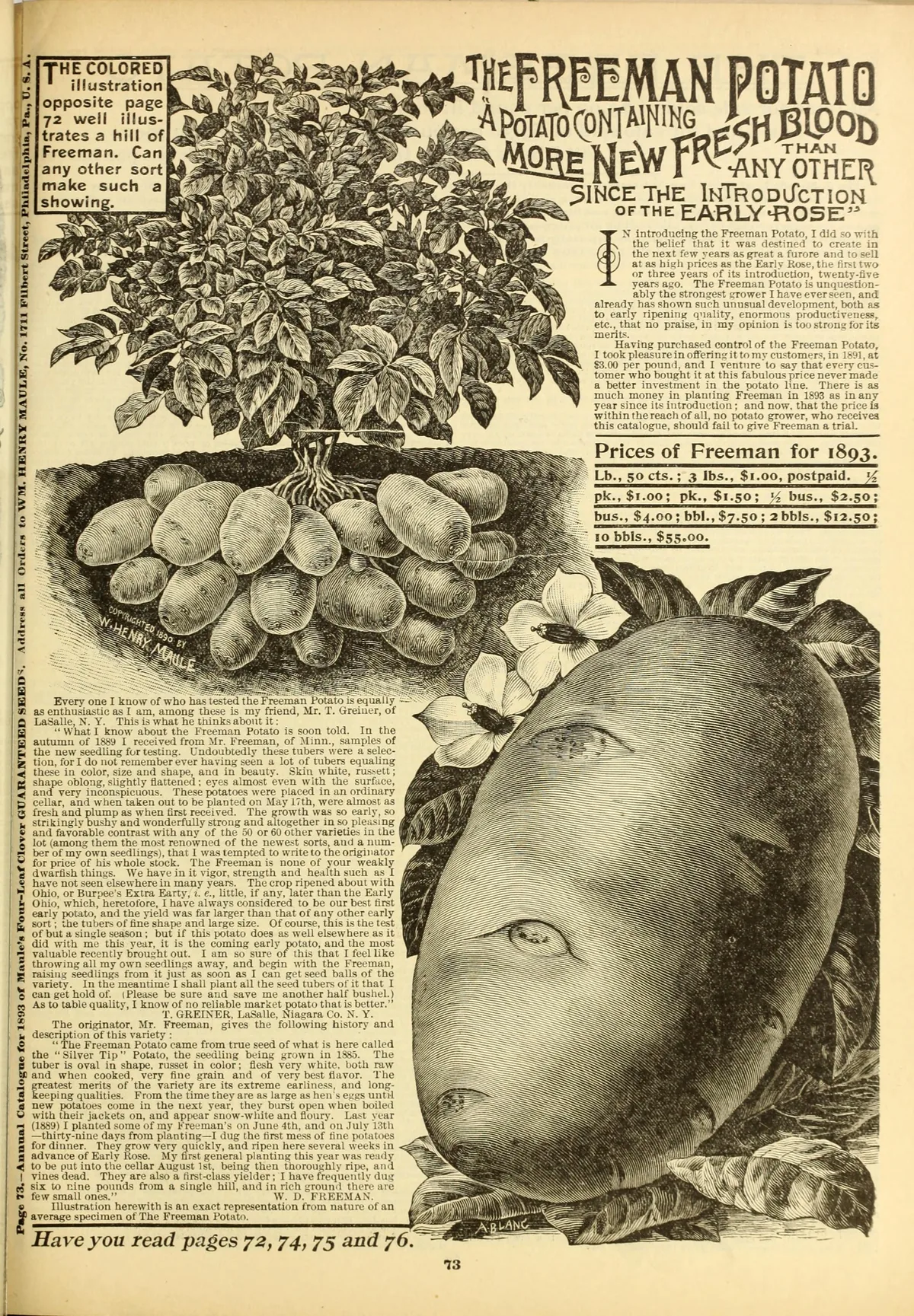 potato (Solanum tuberosum), botanical illustration