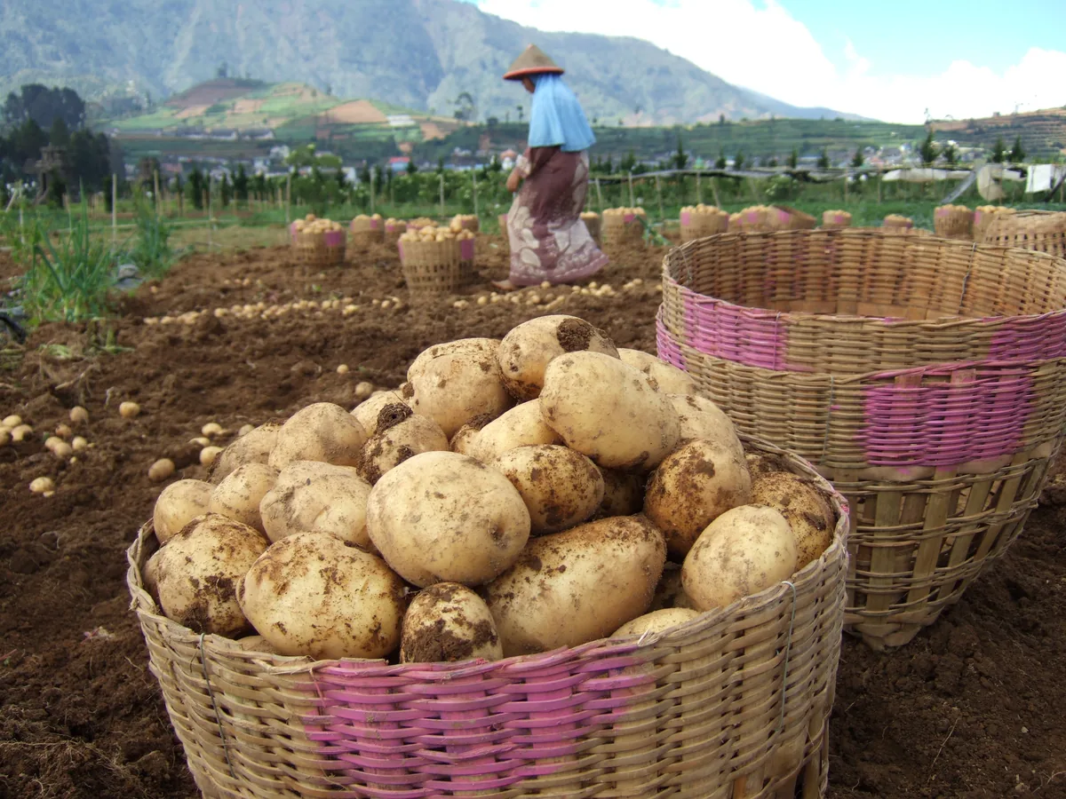 Photo: Midori, via Wikimedia Commons · CC BY-SA 3.0 · via Wikimedia Commons Potato, photograph