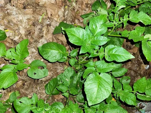 potato (Solanum tuberosum), photograph
