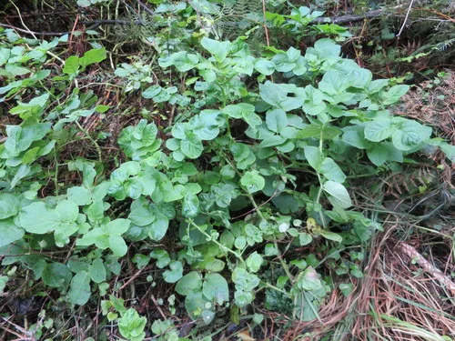 Photo: (c) Alice Shanks, some rights reserved (CC BY) · cc-by · via iNaturalist potato (Solanum tuberosum), photograph