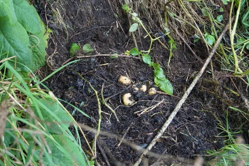 potato (Solanum tuberosum), photograph