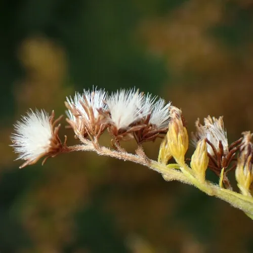 Canada Goldenrod (Solidago canadensis), photograph