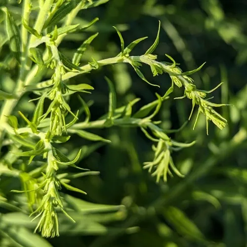 Canada Goldenrod (Solidago canadensis), photograph