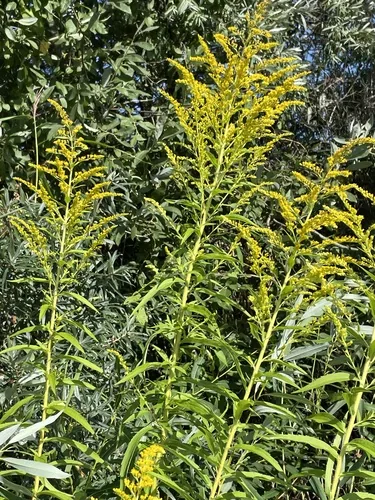 Canada goldenrod (Solidago canadensis), photograph