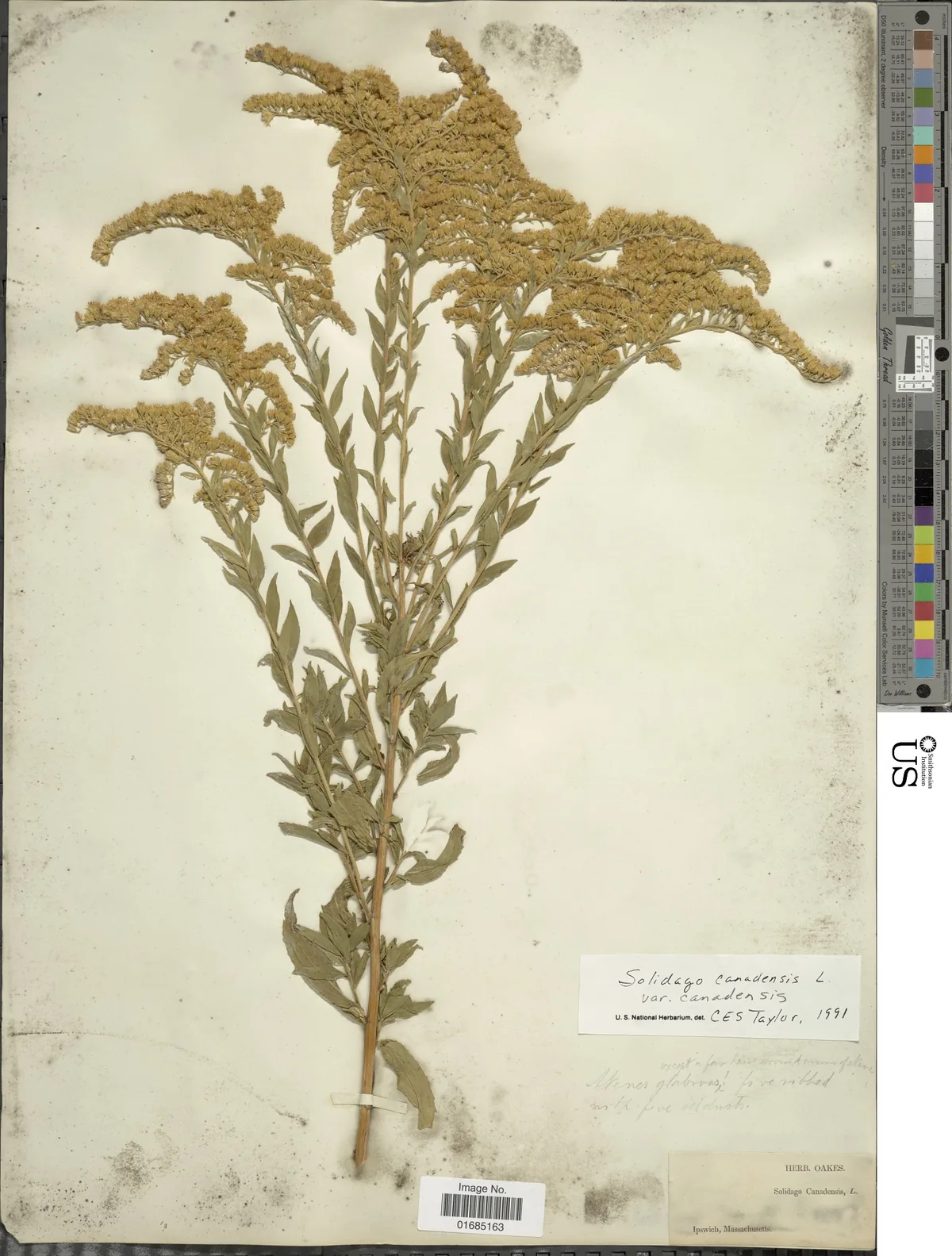 Canada Goldenrod (Solidago canadensis), photograph