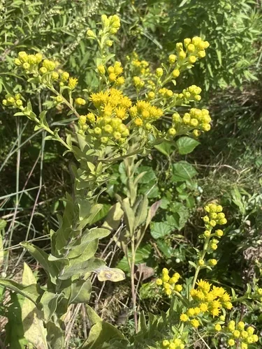 Stiff Goldenrod (Solidago rigida), photograph