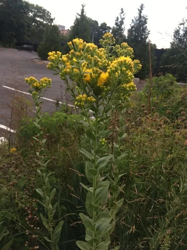 Photo: no rights reserved · CC0 · via iNaturalist stiff goldenrod (Solidago rigida), photograph