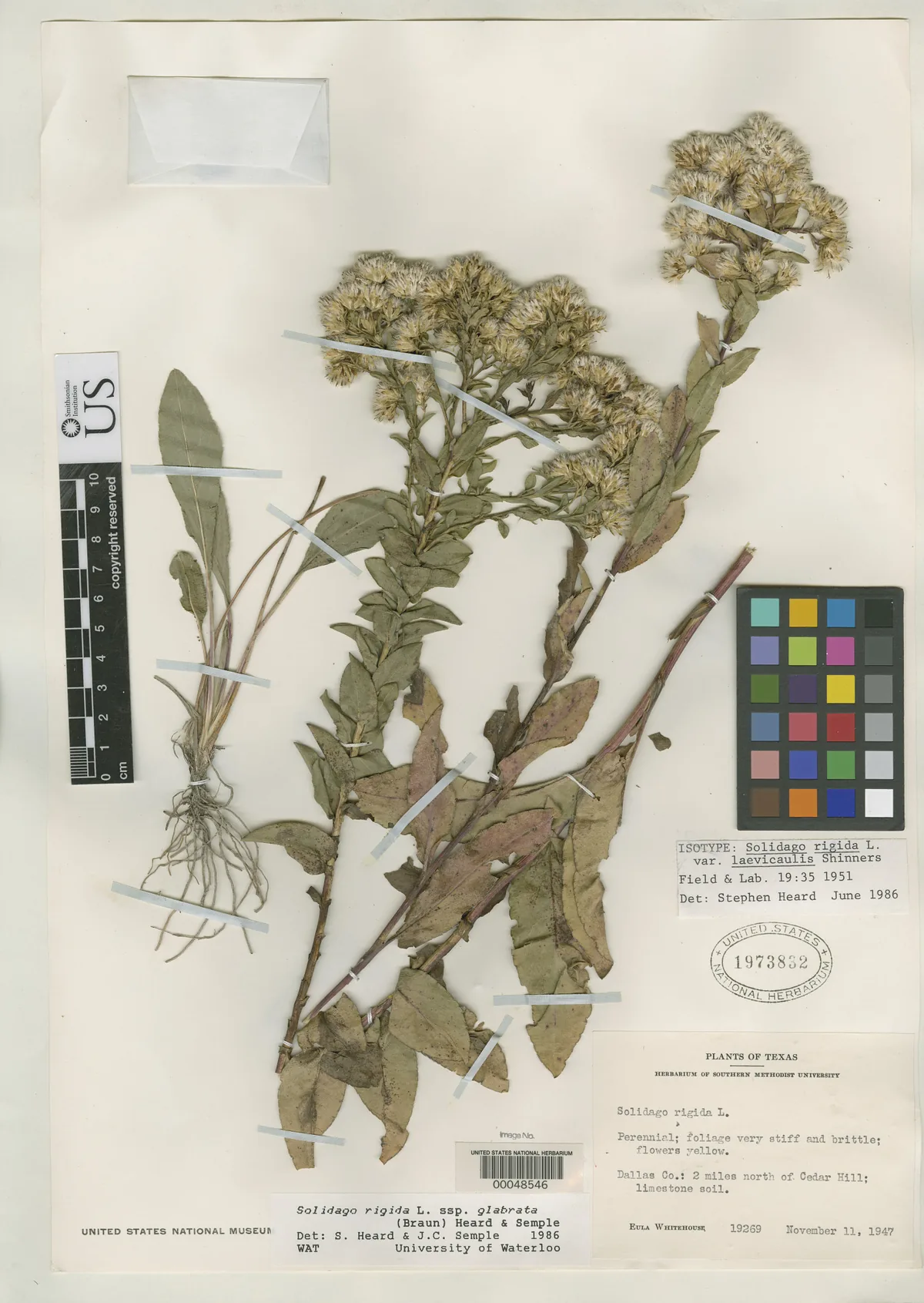 Stiff Goldenrod (Solidago rigida), photograph