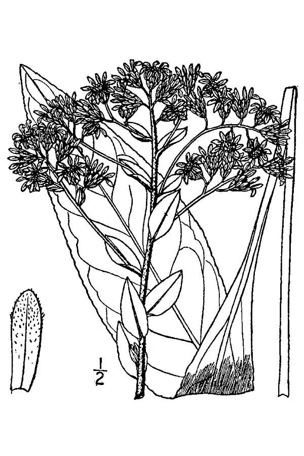 Stiff Goldenrod (Solidago rigida), botanical illustration