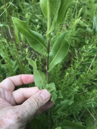 Photo: no rights reserved · cc0 · via iNaturalist Stiff Goldenrod (Solidago rigida), photograph