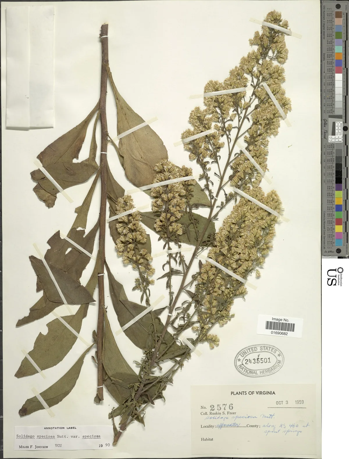 Showy Goldenrod (Solidago speciosa), photograph