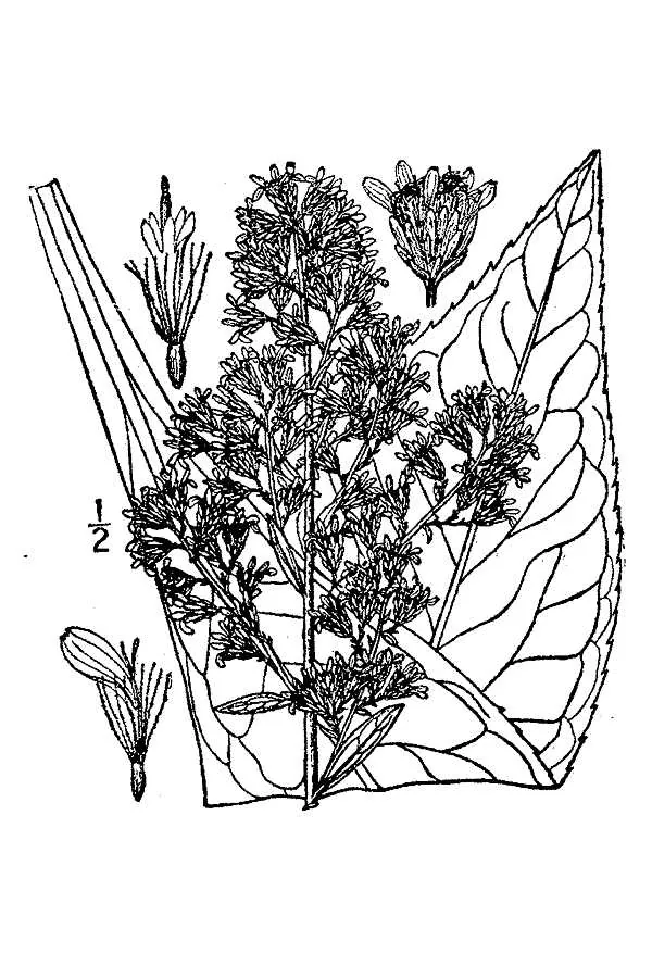 Showy Goldenrod (Solidago speciosa), botanical illustration