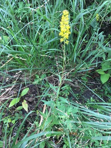 Showy Goldenrod (Solidago speciosa), photograph